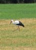 White Stork at Bowers Marsh (RSPB) (Graham Oakes) (89787 bytes) White Stork at Bowers Marsh (RSPB) (Graham Oakes) (89787 bytes)