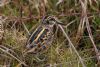 Jack Snipe at Vange Marsh (RSPB) (Tim Bourne) (95270 bytes)