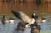 Barnacle Goose at Canvey Heights C.P. & Newlands (Richard Howard) (75010 bytes)