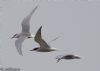 Common Tern at Lower Raypits (Jeff Delve) (25669 bytes) Common Tern at Lower Raypits (Jeff Delve) (25669 bytes)
