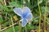 Common Blue at Vange Marsh (RSPB) (Richard Howard) (133980 bytes)