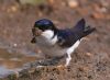 House Martin at Gunners Park (Vince Kinsler) (65917 bytes)