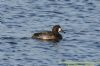 Aythya sp. at West Canvey Marsh (RSPB) (Richard Howard) (81059 bytes)