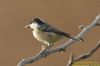 Coal Tit at South Benfleet (Richard Howard) (69802 bytes)