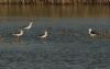 Black-winged Stilt at Wat Tyler Country Park (Steve Arlow) (90814 bytes) Black-winged Stilt at Wat Tyler Country Park (Steve Arlow) (90814 bytes)