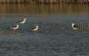 Black-winged Stilt at Wat Tyler Country Park (Steve Arlow) (90814 bytes)