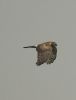 Hen Harrier at Bowers Marsh (RSPB) (Graham Oakes) (28855 bytes)