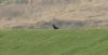 Raven at Fleet Head (Steve Arlow) (44086 bytes)
