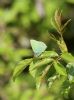 Green Hairstreak at Canvey Wick (Matt Bruty) (52778 bytes)