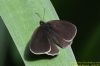 Ringlet at Thundersley Glen (Richard Howard) (59097 bytes)