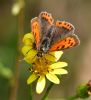 Small Copper at Bowers Marsh (RSPB) (Graham Oakes) (76466 bytes)