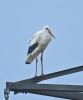 White Stork at Bowers Marsh (RSPB) (Graham Oakes) (43190 bytes) White Stork at Bowers Marsh (RSPB) (Graham Oakes) (43190 bytes)