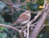 Red-backed Shrike at Shoebury East Beach (Vince Kinsler) (73443 bytes)