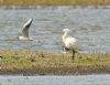 Spoonbill at Bowers Marsh (RSPB) (Graham Oakes) (97462 bytes)