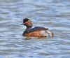 Black-necked Grebe at Bowers Marsh (RSPB) (Graham Oakes) (67404 bytes)