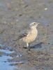 Water Pipit at West Canvey Marsh (RSPB) (Graham Oakes) (90542 bytes) Water Pipit at West Canvey Marsh (RSPB) (Graham Oakes) (90542 bytes)