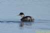 Black-necked Grebe at Bowers Marsh (RSPB) (Richard Howard) (38186 bytes)