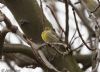 Serin at Gunners Park (Jeff Delve) (61709 bytes)