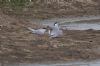 Common Tern at Lower Raypits (Jeff Delve) (74435 bytes)