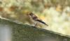 Pied Flycatcher at Wallasea Island (RSPB) (Steve Arlow) (49303 bytes) Pied Flycatcher at Wallasea Island (RSPB) (Steve Arlow) (49303 bytes)