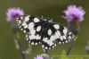 Marbled White at West Canvey Marsh (RSPB) (Richard Howard) (65497 bytes)