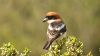 Woodchat Shrike at Stambridge Mills (Paul Baker) (41966 bytes)