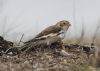 Snow Bunting at Wallasea Island (RSPB) (Jeff Delve) (54880 bytes) Snow Bunting at Wallasea Island (RSPB) (Jeff Delve) (54880 bytes)