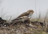 Snow Bunting at Wallasea Island (RSPB) (Jeff Delve) (54880 bytes)