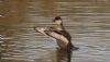 Red-crested Pochard at Southchurch Park East (Steve Arlow) (66677 bytes) Red-crested Pochard at Southchurch Park East (Steve Arlow) (66677 bytes)