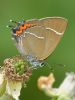 White-letter Hairstreak at Bowers Marsh (RSPB) (Graham Oakes) (60509 bytes) White-letter Hairstreak at Bowers Marsh (RSPB) (Graham Oakes) (60509 bytes)