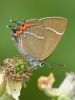 White-letter Hairstreak at Bowers Marsh (RSPB) (Graham Oakes) (60509 bytes)