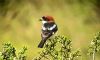 Woodchat Shrike at Stambridge Mills (Paul Baker) (63499 bytes)