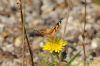 Painted Lady at Bowers Marsh (RSPB) (Richard Howard) (55833 bytes)