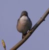 Whitethroat at Two Tree Island (West) (Vince Kinsler) (47622 bytes)