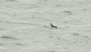 Razorbill at Southend Pier (Steve Arlow) (42581 bytes)