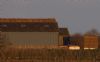 Rough-legged Buzzard at Wallasea Island (RSPB) (Jeff Delve) (44107 bytes) Rough-legged Buzzard at Wallasea Island (RSPB) (Jeff Delve) (44107 bytes)