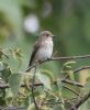 Spotted Flycatcher at Gunners Park (Jeff Delve) (56359 bytes) Spotted Flycatcher at Gunners Park (Jeff Delve) (56359 bytes)