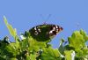 Purple Emperor at Belfairs N.R. (Vince Kinsler) (65859 bytes)