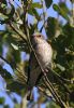 Spotted Flycatcher at Canvey Wick (Tim Bourne) (73744 bytes)