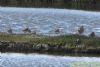 Greenshank at Vange Marsh (RSPB) (Richard Howard) (93498 bytes)