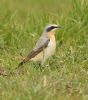 Wheatear at Bowers Marsh (RSPB) (Graham Oakes) (106790 bytes)