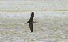 Glossy Ibis at Vange Marsh (RSPB) (Steve Arlow) (59703 bytes) Glossy Ibis at Vange Marsh (RSPB) (Steve Arlow) (59703 bytes)