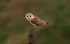 Barn Owl at South Fambridge (Steve Arlow) (79886 bytes) Barn Owl at South Fambridge (Steve Arlow) (79886 bytes)