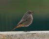 Black Redstart at Gunners Park (Vince Kinsler) (117947 bytes)