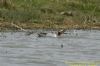 Garganey at Fleet Head (Richard Howard) (70655 bytes)