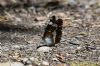 White Admiral at Belfairs N.R. (Richard Howard) (111940 bytes)