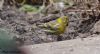 Serin at Gunners Park (Max Hellicar) (60904 bytes)