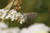 Common Blue at Gunners Park (Richard Howard) (86225 bytes)