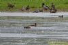 Red-crested Pochard at Bowers Marsh (RSPB) (Richard Howard) (135407 bytes)