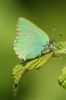 Green Hairstreak at Bowers Marsh (RSPB) (Graham Oakes) (52778 bytes)